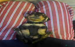 Dachshund dogs for sale: Adorable dachshund puppies - Image 5