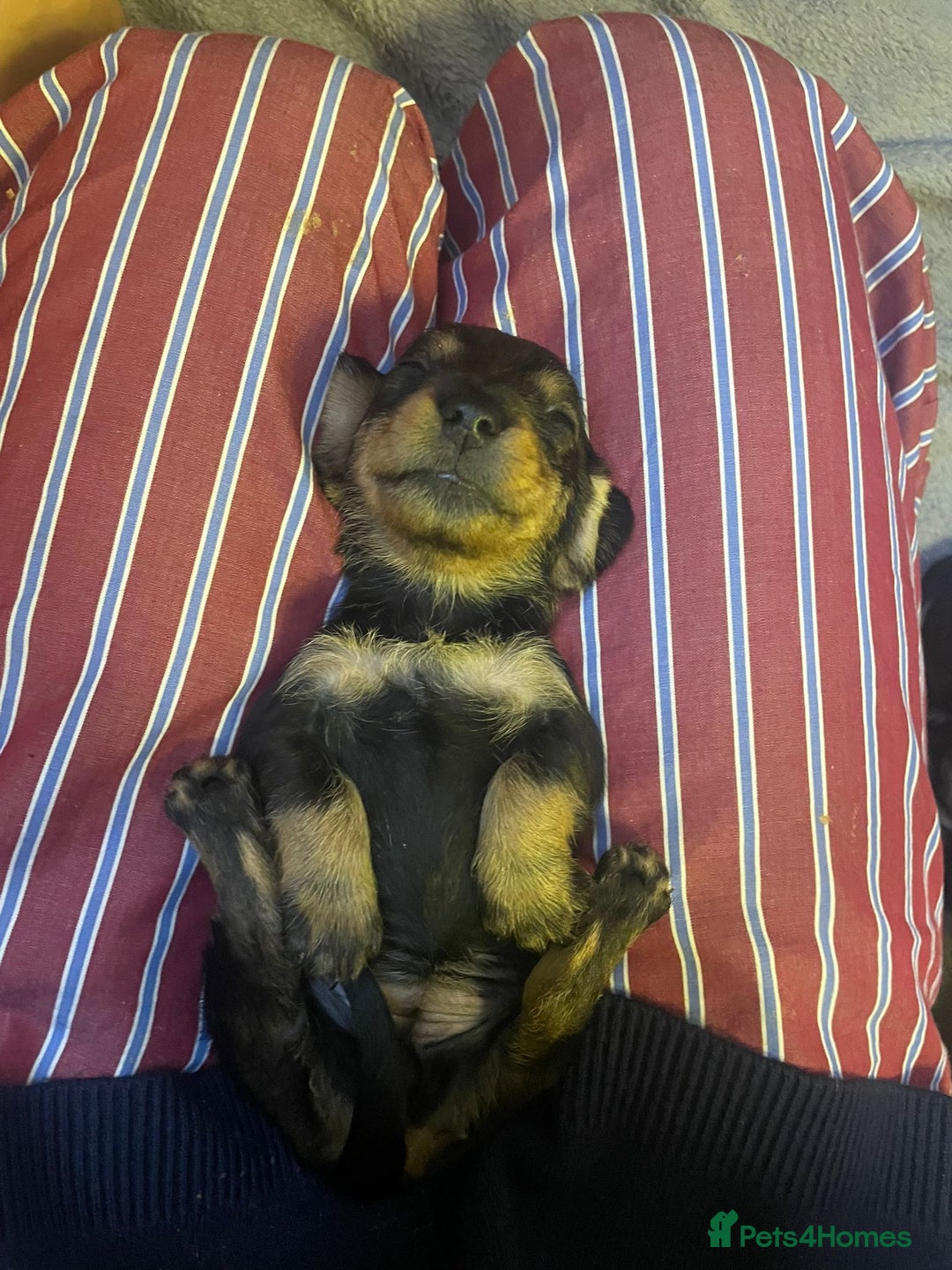 Dachshund dogs for sale: Adorable dachshund puppies - Image 5