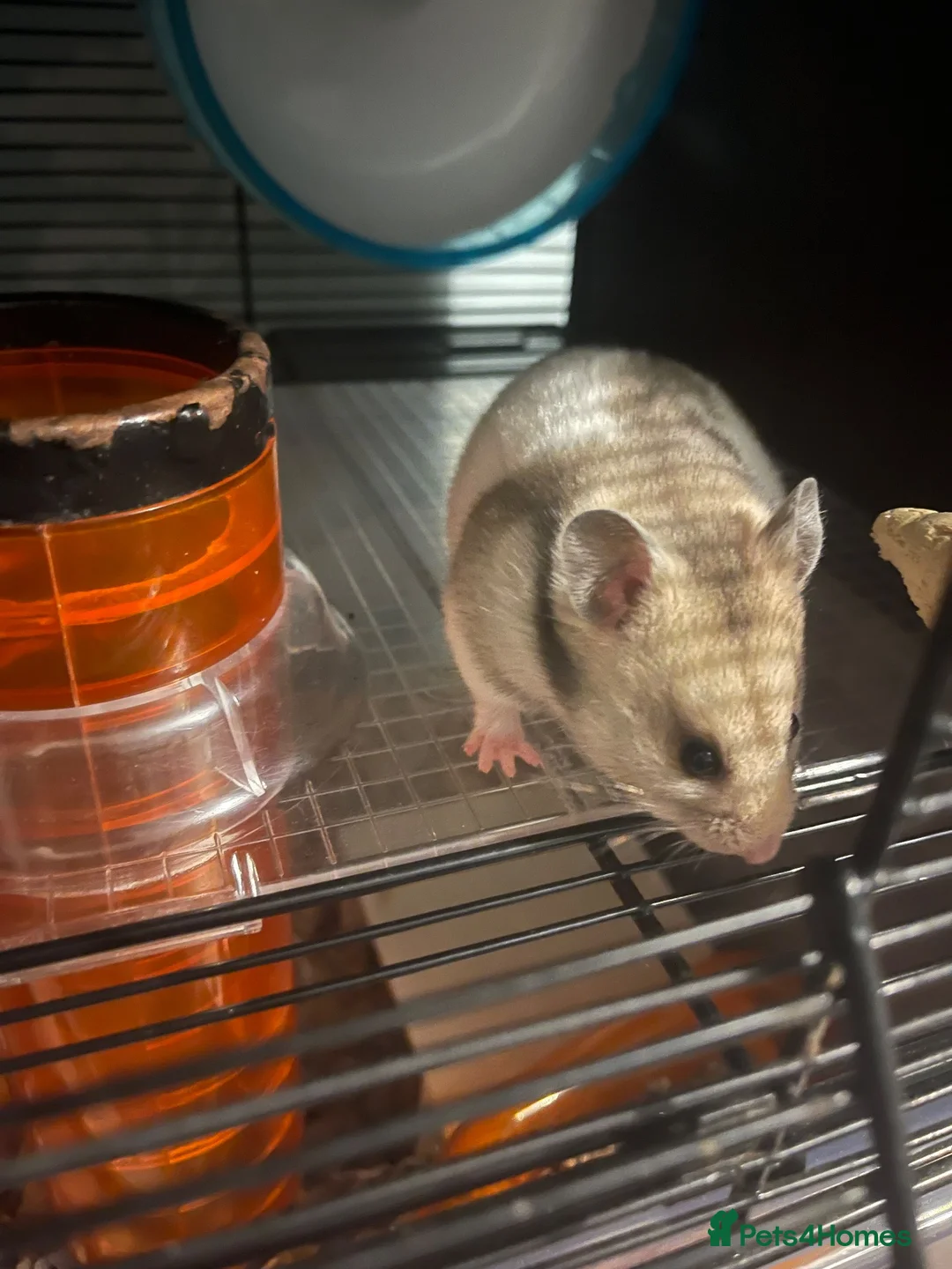 Hamster rodents for sale: Female Syrian Hamster - Advert 1
