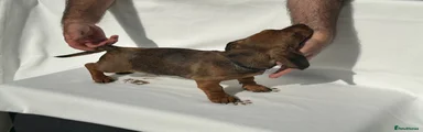 Dachshund Puppy 4