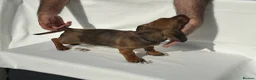 Dachshund dogs for sale: Wire haired dachshunds in Stonehouse - Advert 3