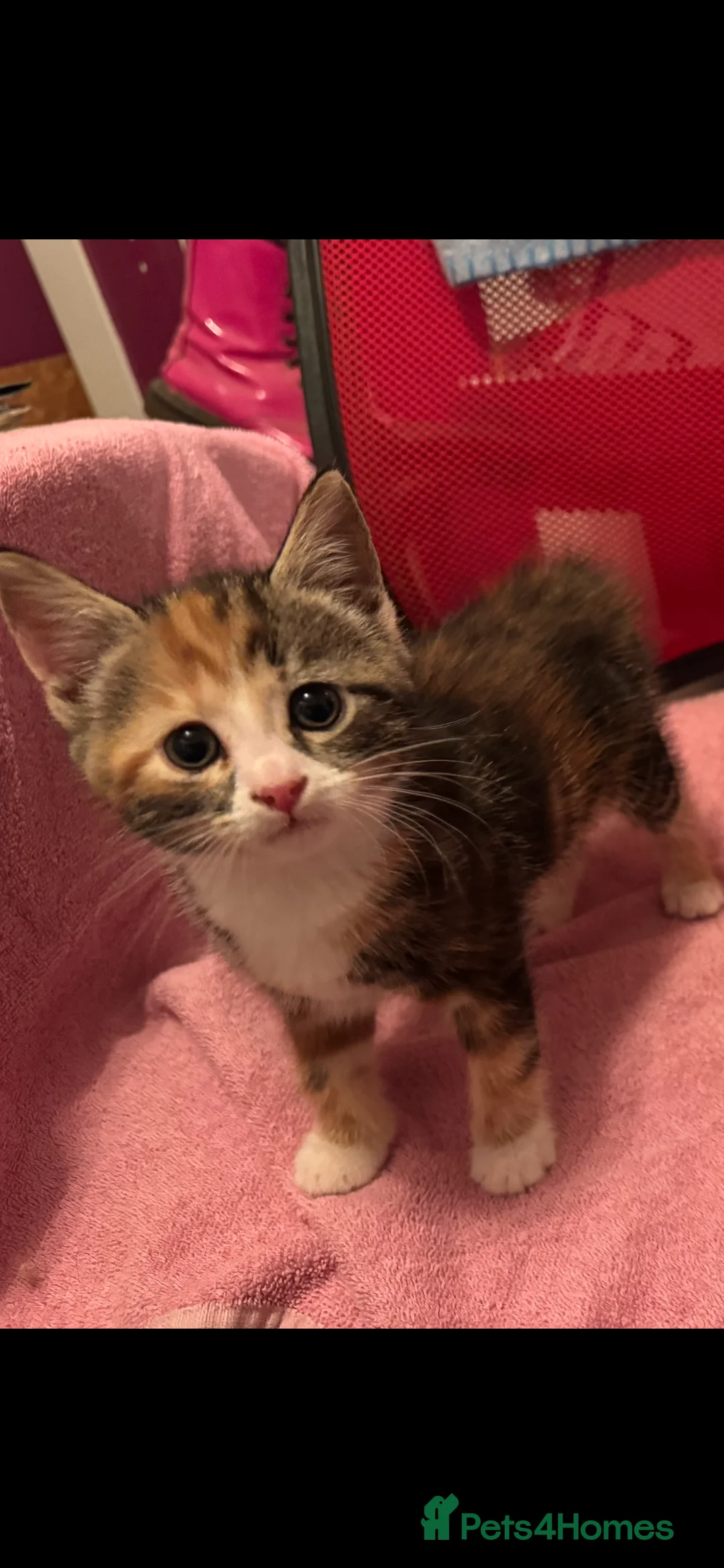 Mixed Breed cats for sale: Beautiful kittens long and short haired for sale  - Advert 2