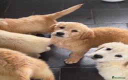 Golden Retriever dogs for sale: Healthy well socialised calm KC puppies - Image 32