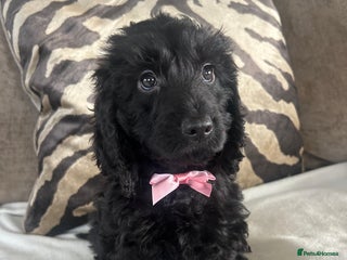 Cockapoo dogs - Advert 10