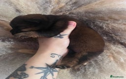 Chow Chow dogs for sale: Chow chow pups - Image 4