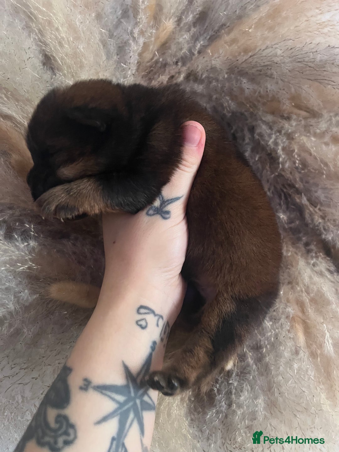 Chow Chow dogs for sale: Chow chow pups - Image 4