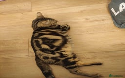 Bengal cats for sale: Adorable Brown Marble Bengal Kittens  - Image 8