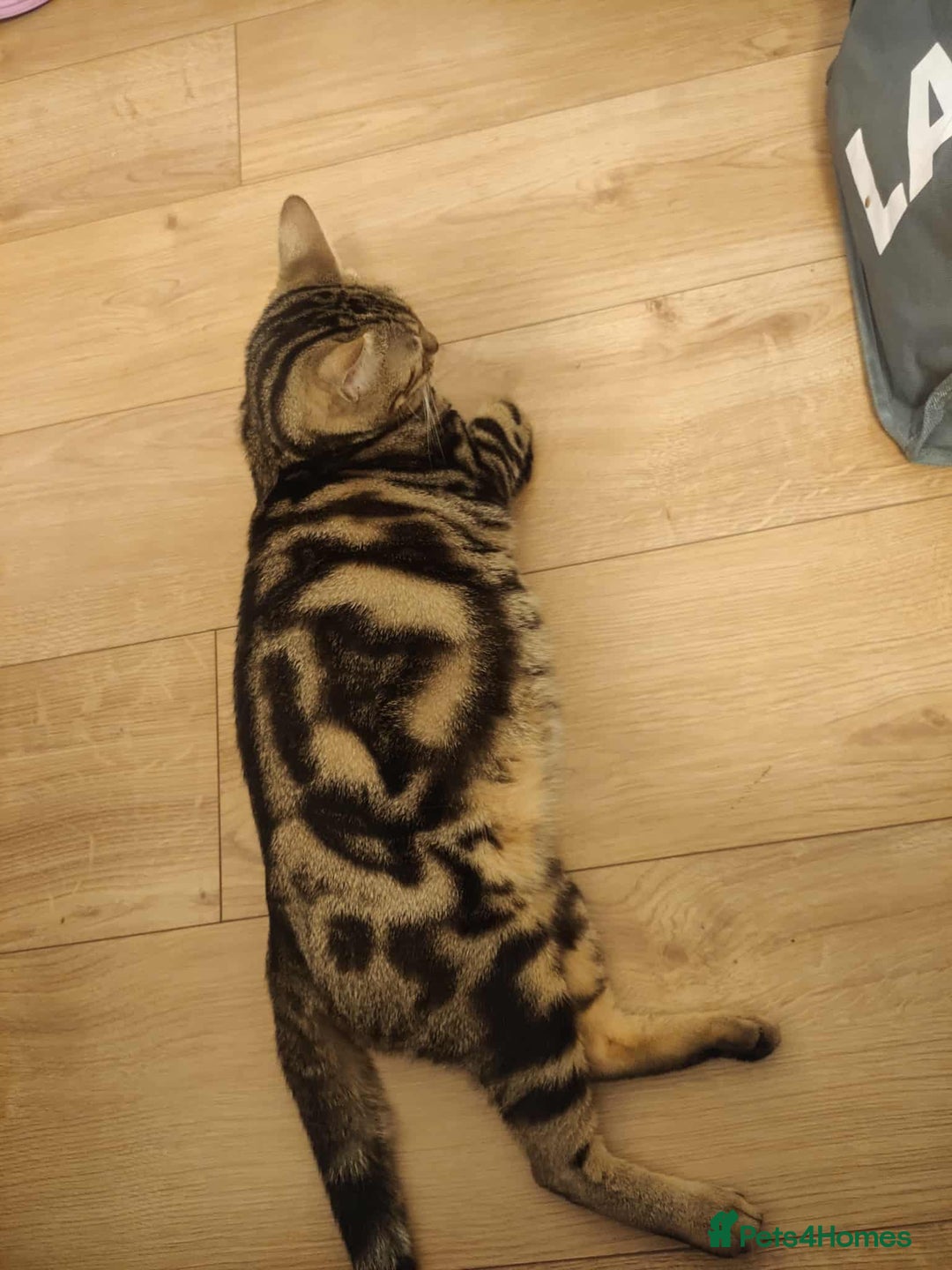 Bengal cats for sale: Adorable Brown Marble Bengal Kittens  - Image 8
