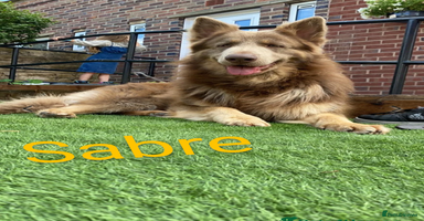 German Shepherd dogs - Advert 7