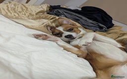 Mixed Breed dogs for sale: Roo - Lovely Small Dog - Image 7
