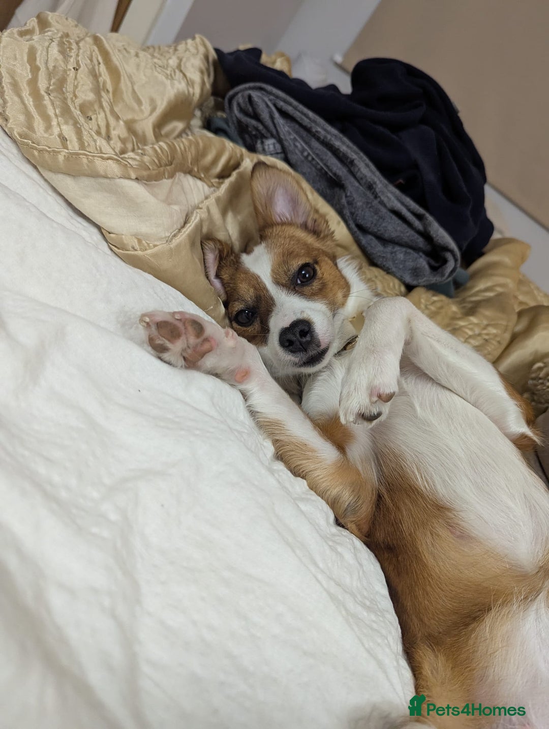 Mixed Breed dogs for sale: Roo - Lovely Small Dog - Image 7