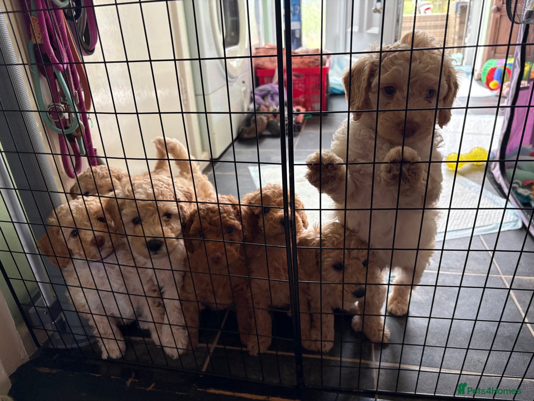 Toy Poodle dogs for sale: Stunning litter of Toy Poodles - Image 19