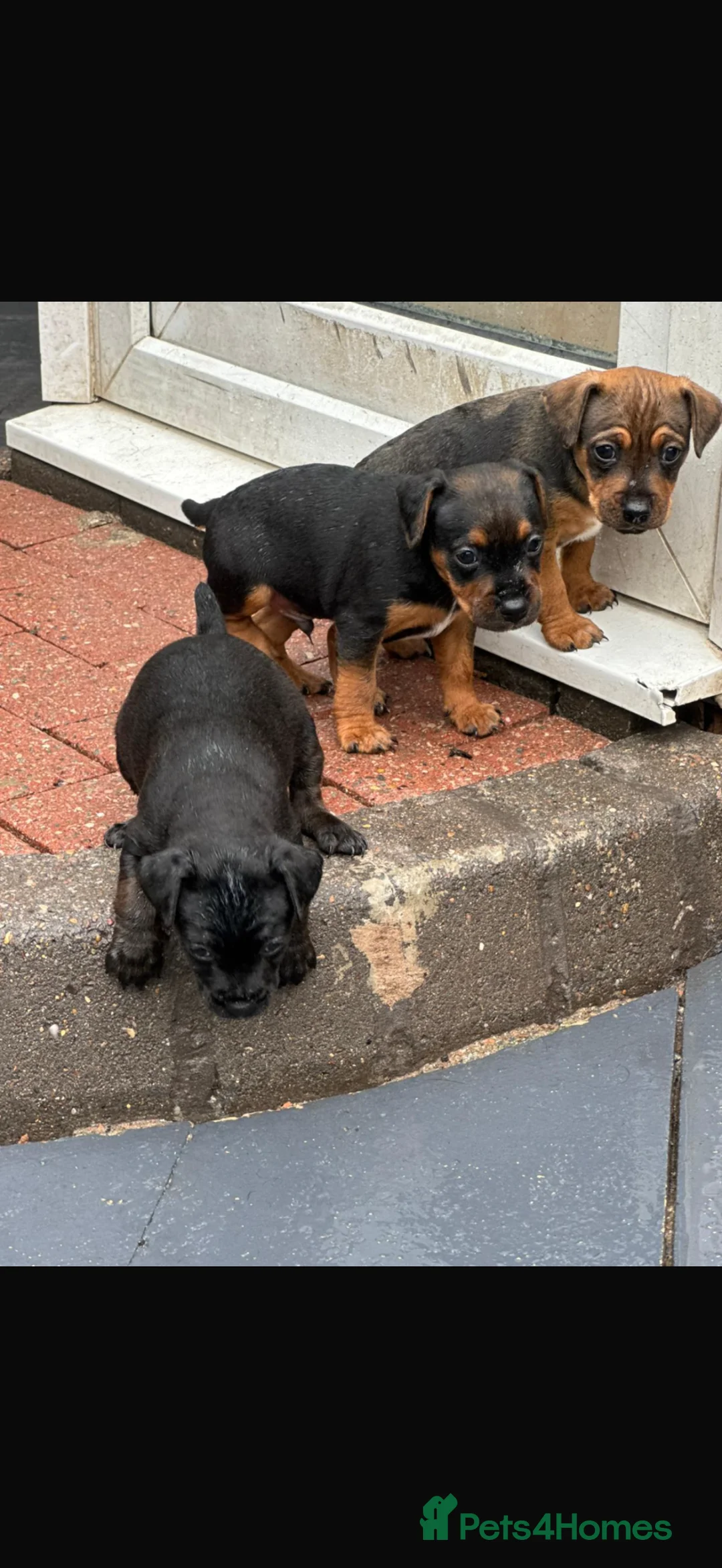 Patterdale Terrier dogs for sale: Patterdale terrier puppies  - Advert 2