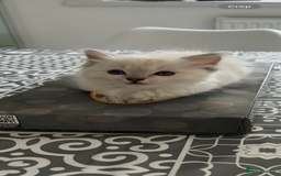 Ragdoll cats for sale: FULL PEDIGREE RAGDOLL KITTENS! READY TO LEAVE! - Image 12