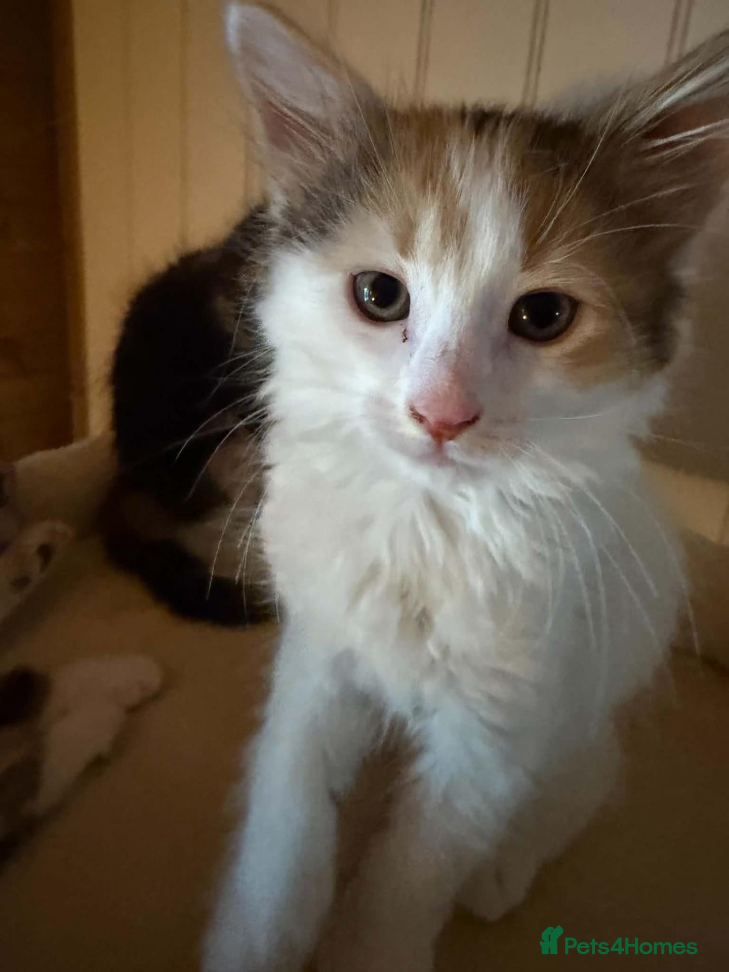 Domestic Shorthair cats Sadie - semi-long hair kitten for adoption  - Advert 4