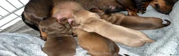 Miniature Dachshund dogs for sale: Miniature dashound  in Neath - Advert 7