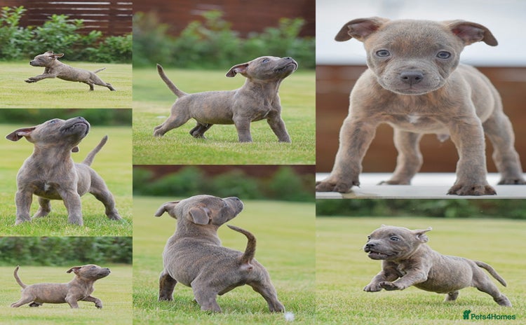 Staffordshire Bull Terrier dogs - Advert 2