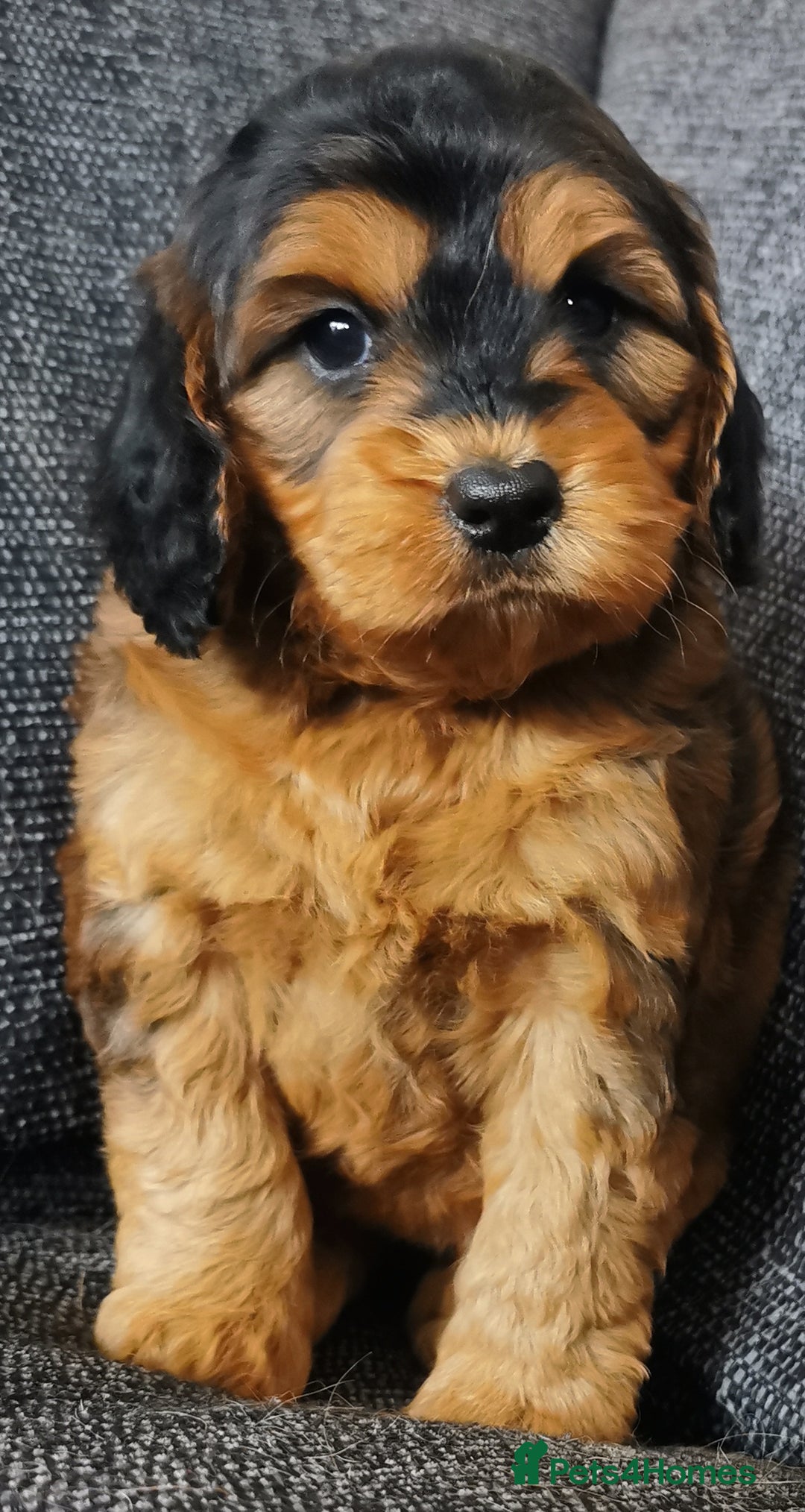 Cockapoo dogs for sale: Stunning Quality F1 Chocolate sable Cockapoo pups - Image 13