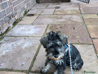 Miniature Schnauzer dogs Miniature Schnauzer female - Advert 1