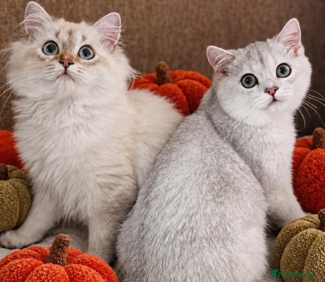 British Shorthair cats 💖READY TO GO!💖GOLDEN &SILVER POINT BSH KITTENS💖 - Advert 1