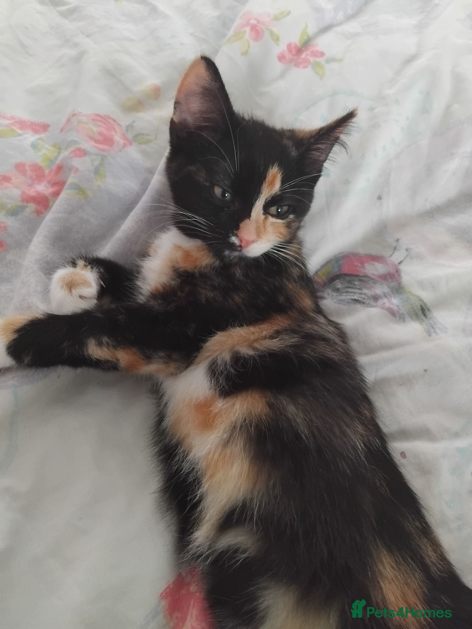 Mixed Breed cats Last female kitten - Advert 2