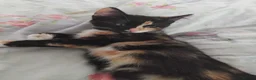 Mixed Breed cats for sale: Last female kitten - Advert 1