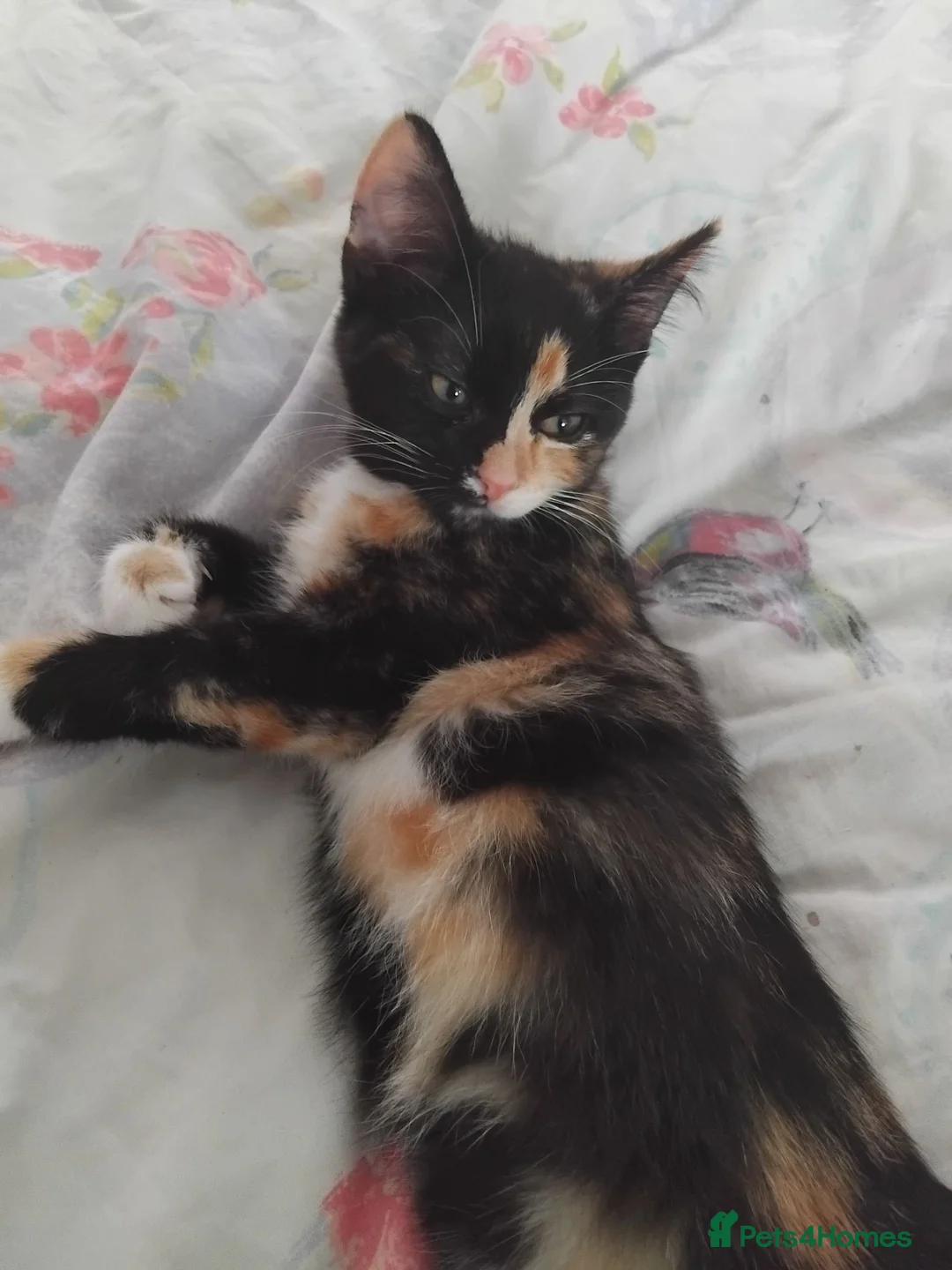 Mixed Breed cats for sale: Last female kitten - Advert 1