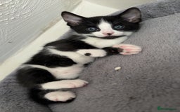 Bengal cats for sale: BENGAL❌KITTENS - Image 30