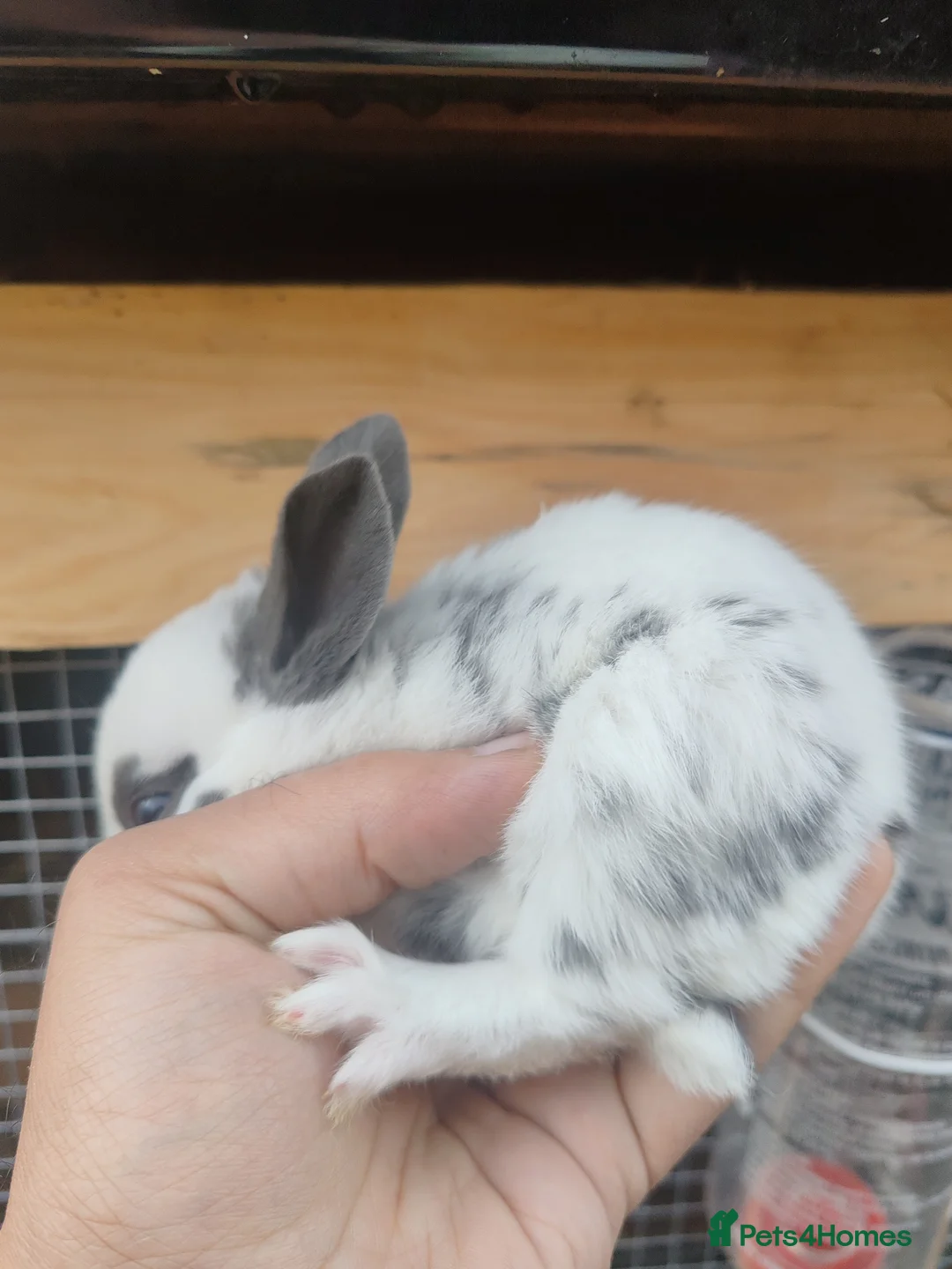English Spot rabbits for sale: Pure English spot babies  - Advert 6