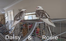 Cockatiels birds for sale: Hand-Reared male + female Cockatiels - Image 16