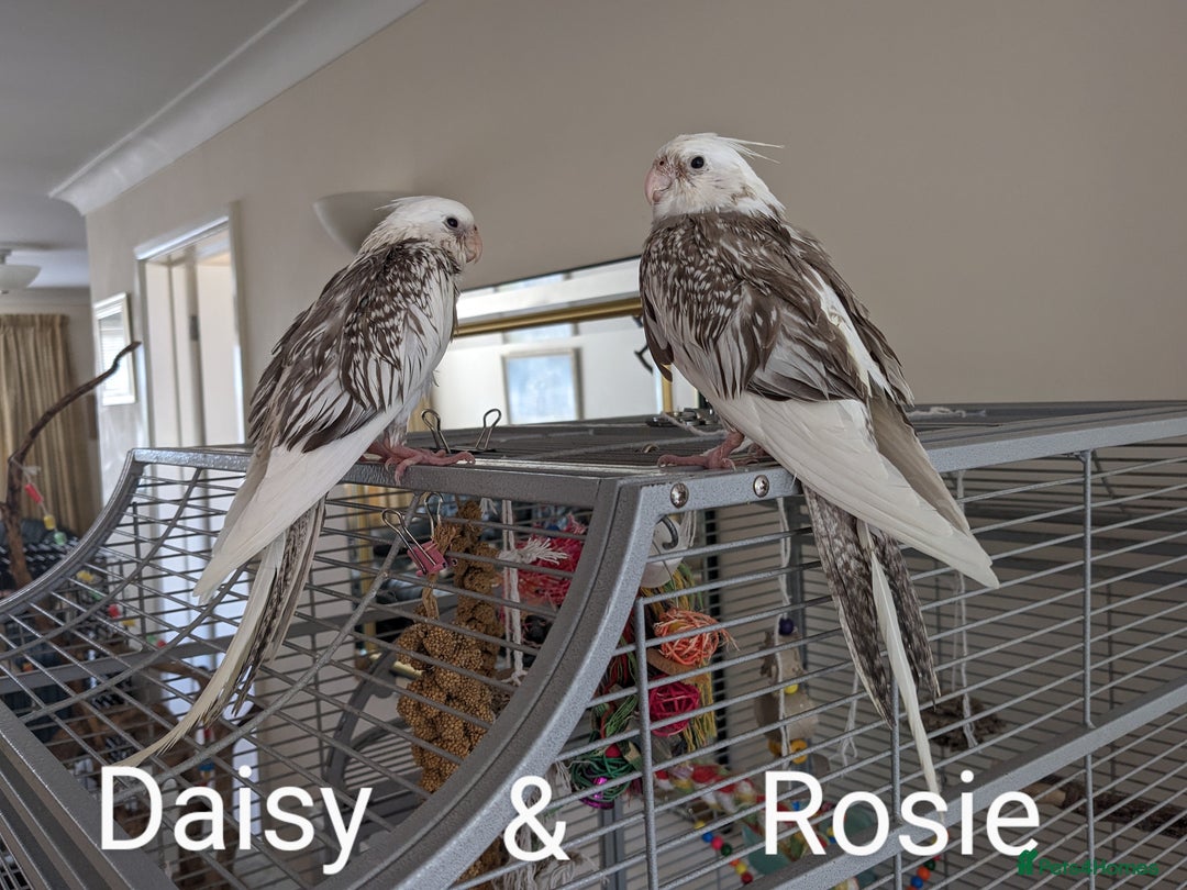 Cockatiels birds for sale: Hand-Reared male + female Cockatiels - Image 16