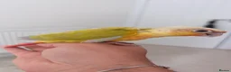 Conures birds for sale: Baby Mooncheek and Suncheek Conure Chicks - Advert 3