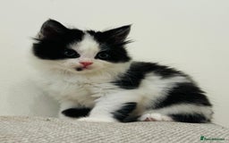 Mixed Breed cats for sale: Gorgeous half Persian fluffy Kittens  - Image 7