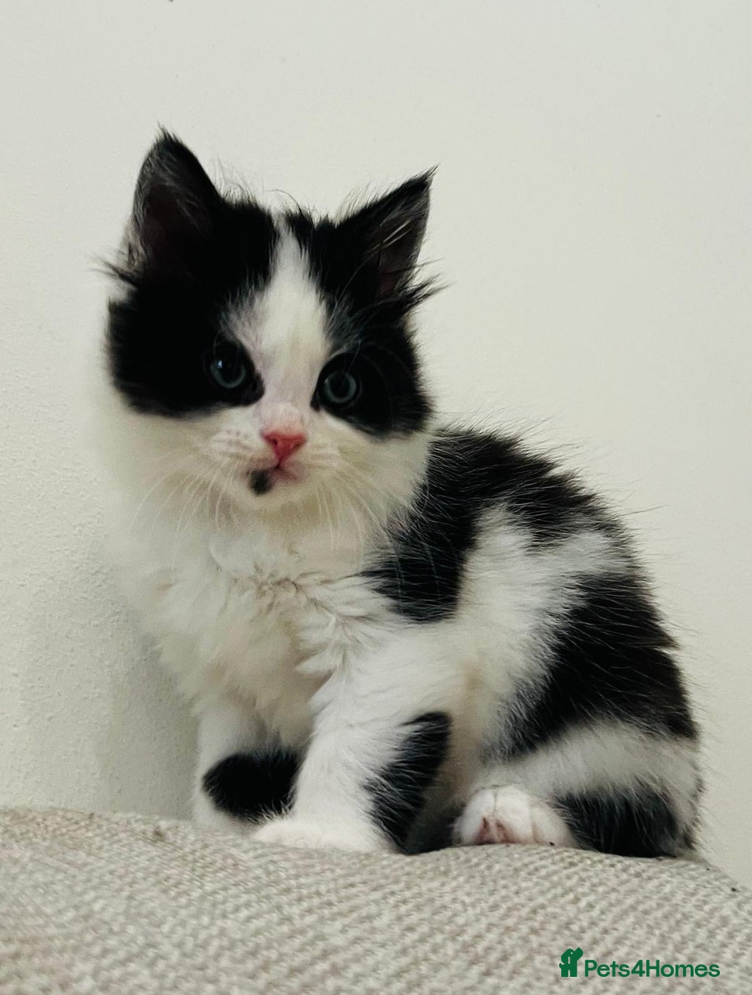 Mixed Breed cats for sale: Gorgeous half Persian fluffy Kittens  - Image 7