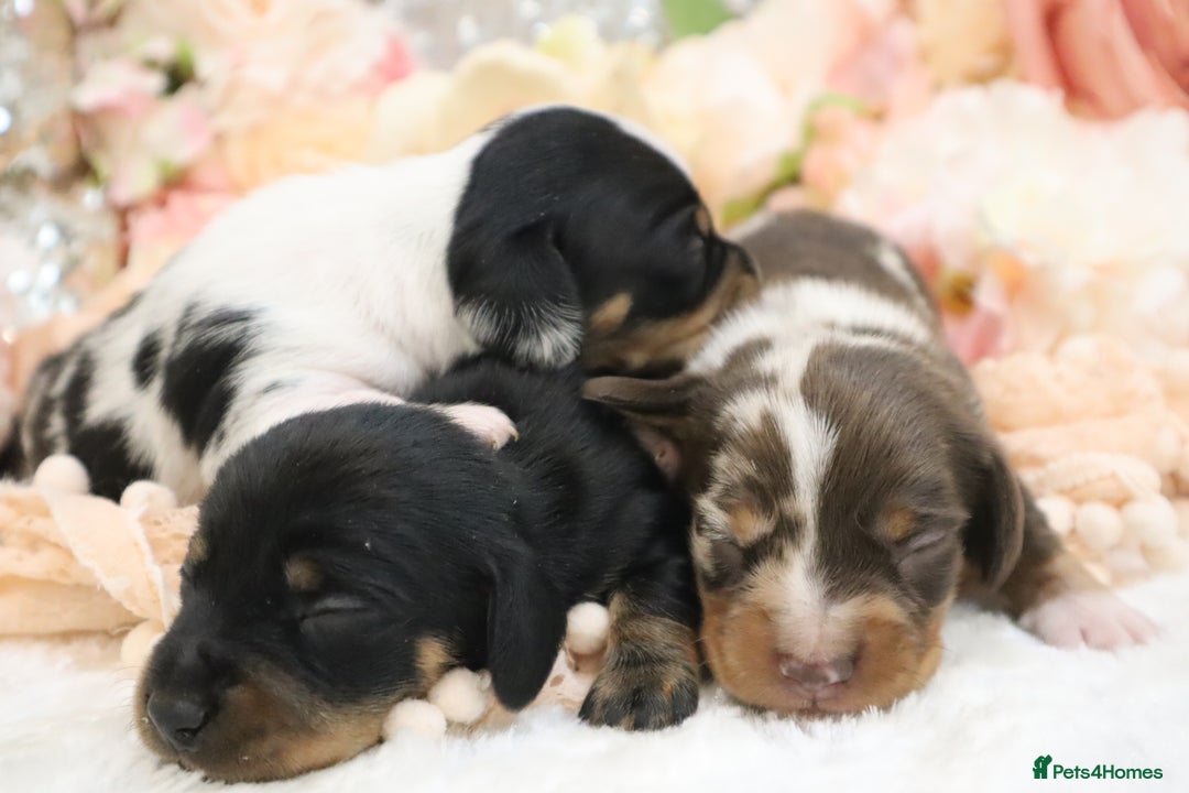 Miniature Dachshund dogs for sale: KC Miniature Dachshund Puppies - Image 8