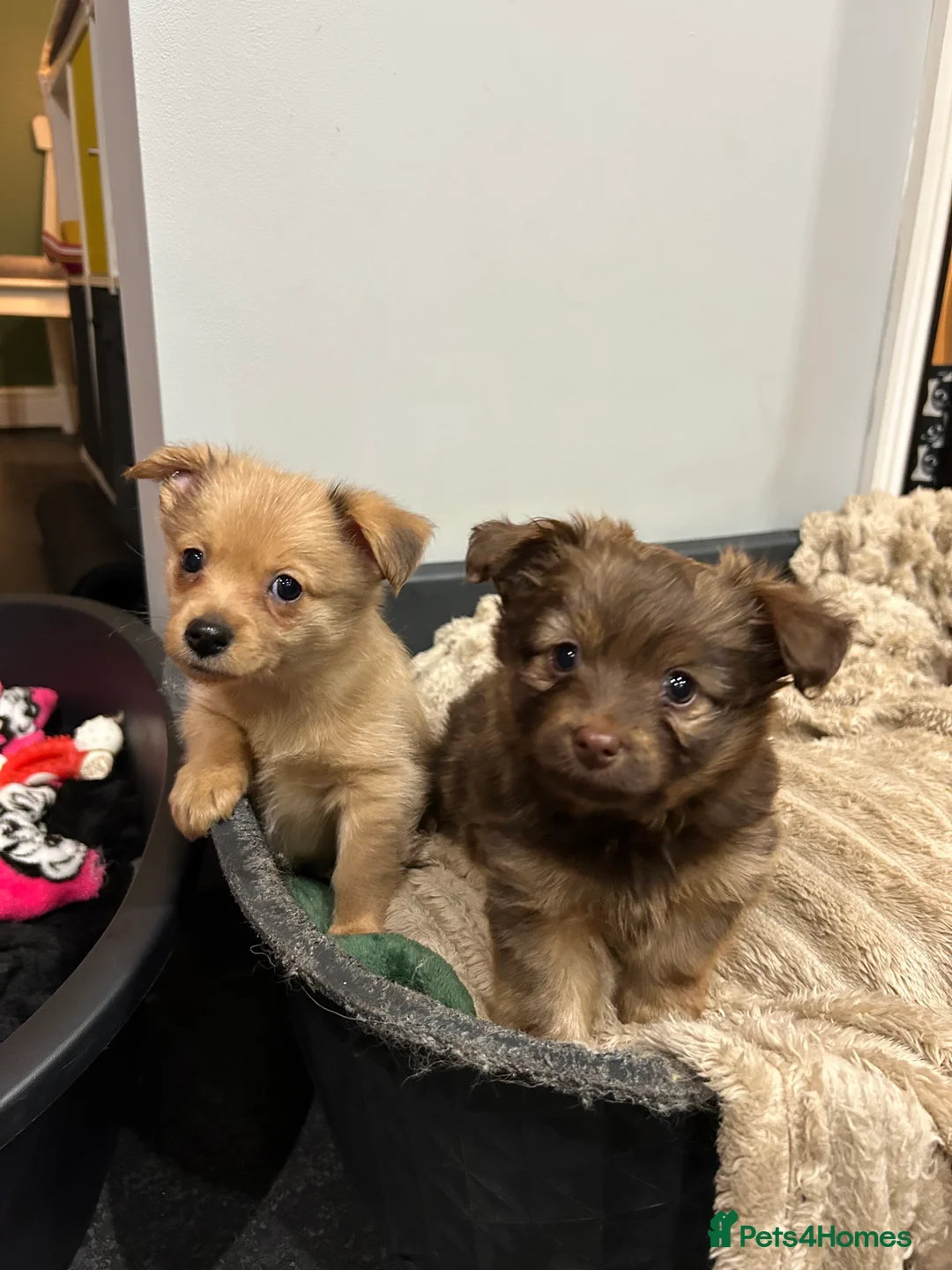 Mixed Breed dogs for sale: Miniature dachshund pomeranian sausage dog small  - Advert 7