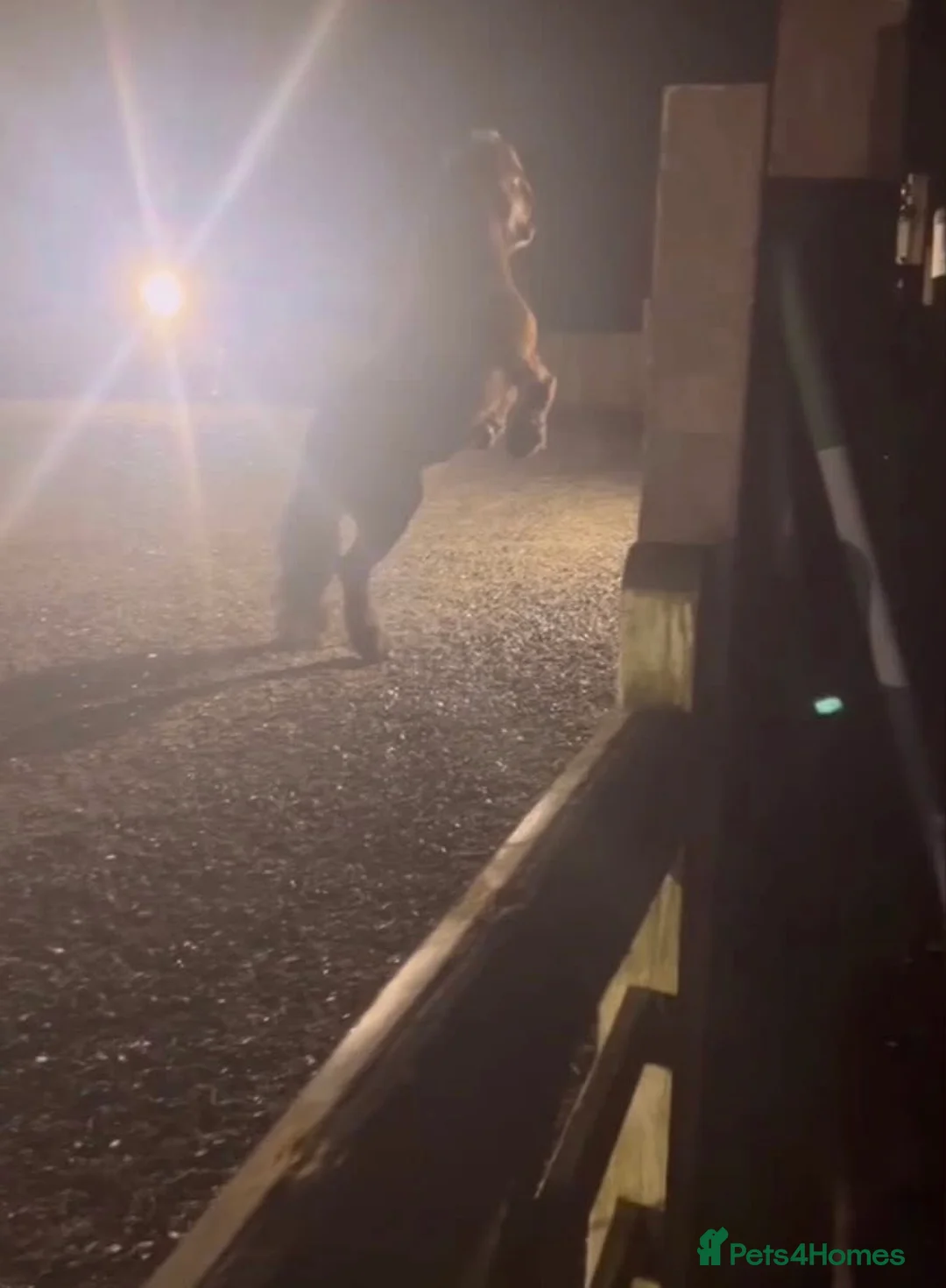 Fell horses for sale: Super flashy fell x wpb STUNNING  - Advert 4