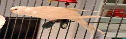 Budgerigars birds for sale: young  budgies available  Wa7  area   - Advert 20