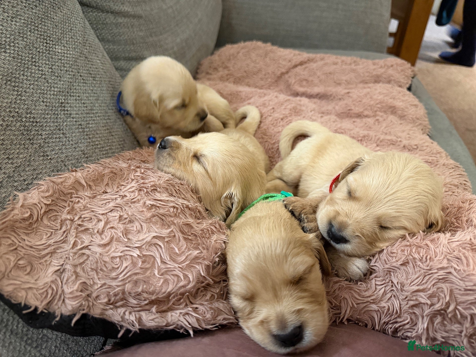 Golden Retriever dogs Exceptionally health tested Golden Retrievers!  - Advert 6