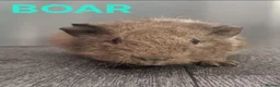 Guinea Pig rodents for sale: Beautiful Male Baby Guinea Pigs for sale  - Advert 6