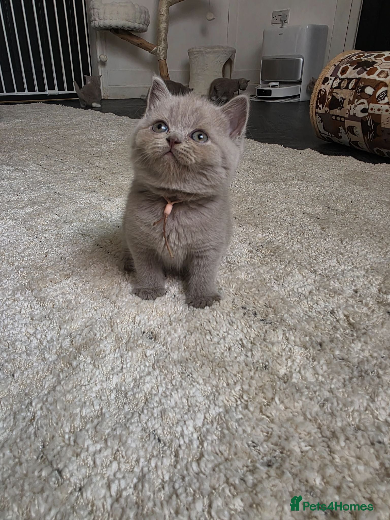 British Shorthair cats 9 Beautiful British Shorthairs - Advert 1