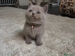 British Shorthair cats 9 Beautiful British Shorthairs - Advert 1