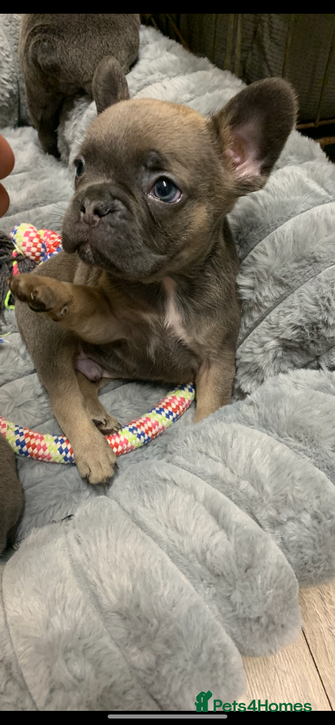 French Bulldog dogs for sale: Fluffy French bulldog newshade Isabella  - Advert 12