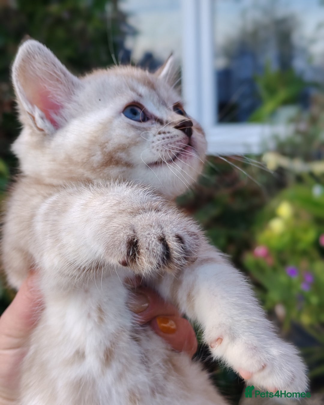 Mixed Breed cats for sale: Cute Bengal mix Kittens looking for loving homes🐱 - Image 23