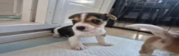 Jack Russell dogs for sale: Short legged jack russels in Harwich - Advert 3