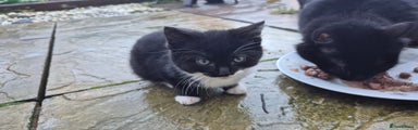 Mixed Breed Kitten 2