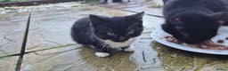 Mixed Breed cats for sale: Kittens  - Advert 7