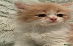 Persian cats for sale: Last stunning persian boy - Image 4