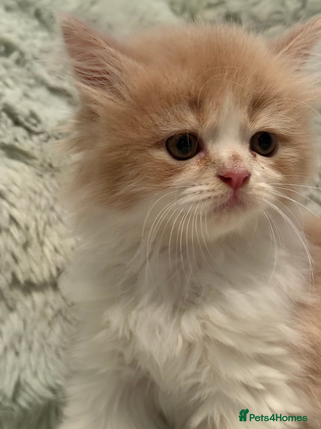 Persian cats for sale: Last stunning persian boy - Image 4
