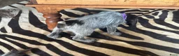German Wirehaired Pointer dogs for sale: Ready to go Wiredhaired German pointer pups  - Advert 15